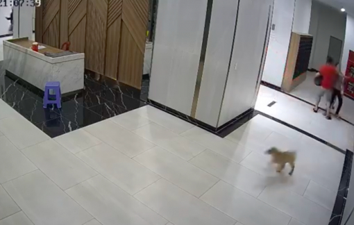Vụ cha bị đánh nhập viện vì bảo vệ con trước chó thả rông: Công an mời chủ chó làm việc