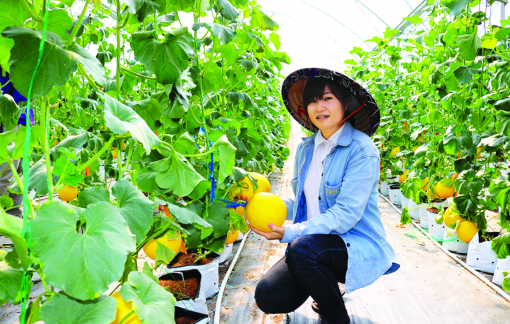 Chuyện làm nông hữu cơ ở đất Chín Rồng
