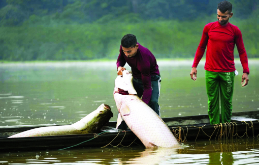 Thời trang da cá - lựa chọn bền vững của tương lai