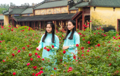 Du khách mê mẩn khi "lạc" vào vườn hồng ở Đại Nội Huế