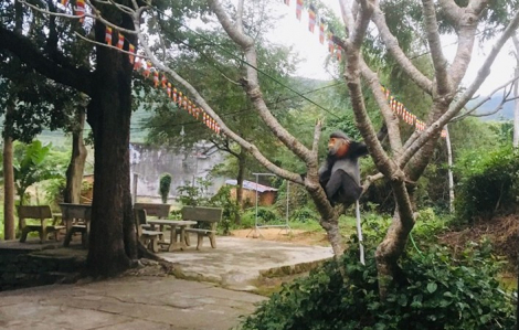 3 cá thể Voọc Chà vá chân xám xuất hiện tại ngôi chùa ở Phú Yên
