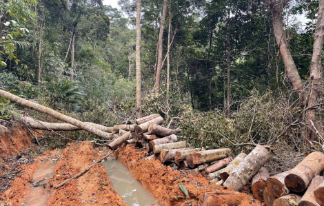 Khánh Hòa chỉ đạo xử lý đến cùng vụ phá rừng ở Ninh Hòa