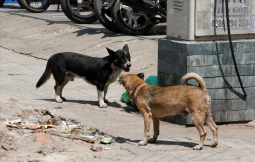 Chó phóng uế bừa bãi, lỡ tay đánh chết có phải đền bù?