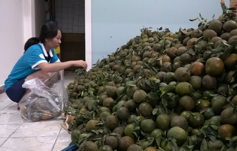 Cam sành rớt giá thê thảm, nhóm bạn trẻ trắng đêm “giải cứu”