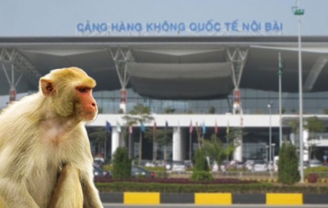 Khỉ vàng xuất hiện tại sân bay Nội Bài, Cục Hàng không chỉ đạo khẩn