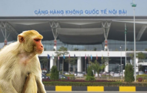 Khỉ vàng xuất hiện tại sân bay Nội Bài, Cục Hàng không chỉ đạo khẩn