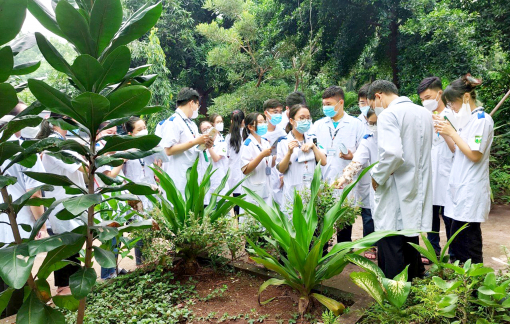 Xuống biển, lên non tìm cây thuốc quý: Góp nhặt, nhân rộng các bài thuốc dân gian