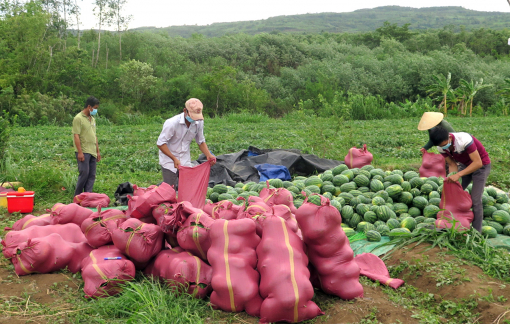 Dưa hấu hút hàng, thương lái mua bất kể to nhỏ
