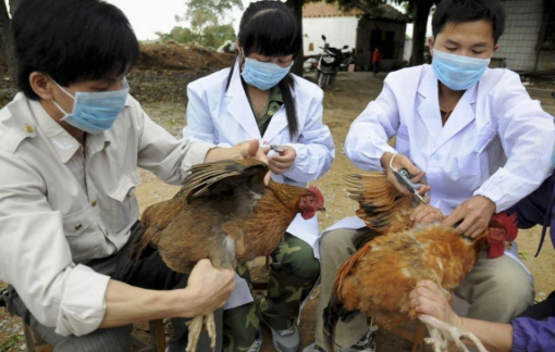 Sở Y tế TPHCM khẩn trương lên kế hoạch phòng chống cúm A (H5N1)