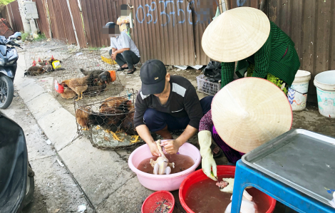 Dịch cúm gia cầm H5N1: Nguy cơ từ tình trạng giết mổ gia cầm sống tràn lan