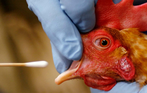 TPHCM chỉ đạo khẩn ngăn cúm H5N1 xâm nhập