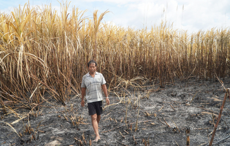 Tỉnh Gia Lai: Nông dân trồng mía điêu đứng vì hỏa hoạn