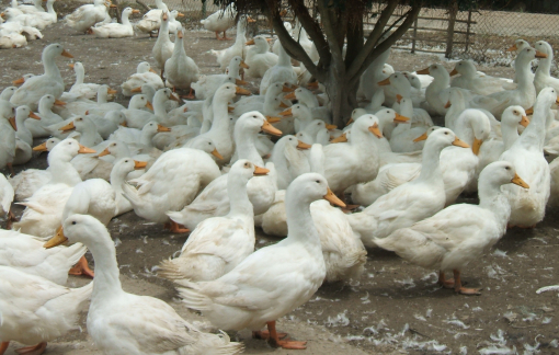 Miền Tây đồng loạt triển khai phòng chống dịch cúm A/H5N1
