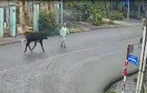 Đi bộ băng qua đường, cụ bà 78 tuổi bị bò húc ngã, bị thương nặng