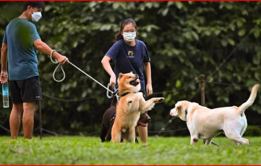 COVID-19 có thể lây truyền giữa chó với chó