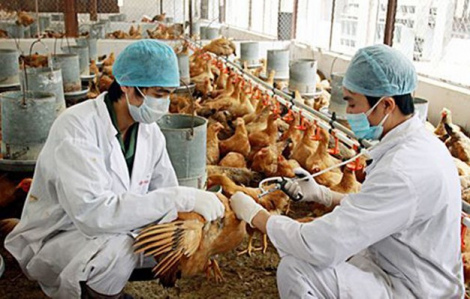 TPHCM: Đề nghị các trường cảnh giác với cúm A (H5N1)