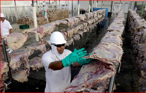 Nhiều nước dừng nhập thịt bò Brazil vì bệnh bò điên