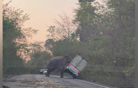 Con voi khổng lồ húc ngã xe tải vì không được “nhường đường”
