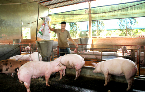 Đồng Nai di dời hơn 3.000 trang trại, nguy cơ đứt gãy nguồn cung thịt cho TPHCM
