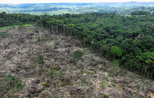 Brazil: Rừng nhiệt đới Amazon vừa phục hồi lại bị tàn phá kỷ lục