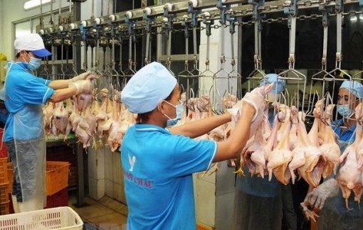 Giá heo, gà trong nước thấp không phải do nguồn thịt nhập