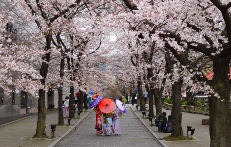 Nhật Bản đón mùa hoa anh đào nở sớm bất thường