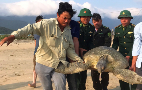 Thừa Thiên - Huế: Cá thể vích quý hiếm nặng gần 100kg lạc vào đầm Lăng Cô