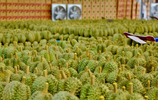 18 tấn sầu riêng đầu tiên từ Cần Thơ xuất chính ngạch đi Trung Quốc