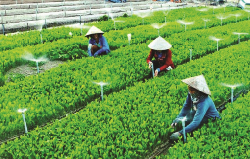 Đề án hỗ trợ hợp tác xã cho phụ nữ: Nâng cao quyền năng kinh tế cho phụ nữ