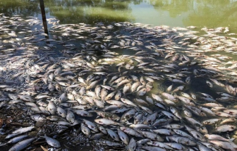 Hàng triệu con cá chết, nổi lềnh bềnh kín sông tại Úc