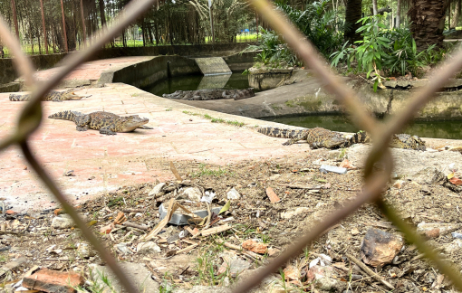 Đàn cá sấu bị “bỏ quên” hơn 3 năm trong công viên ở Nghệ An