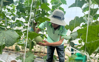 Nông dân muốn dùng vỏ trái cây, xác heo gà... làm phân bón, thức ăn chăn nuôi