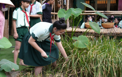 Học sinh TPHCM lội ruộng gặt lúa, bắt cá trong... sân trường