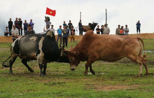 Đưa bò đi chọi, người đàn ông bị bò húc thủng ngực