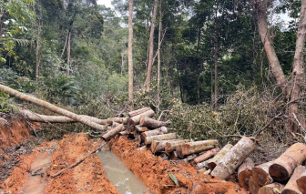 Khởi tố vụ án phá rừng ở Khánh Hòa