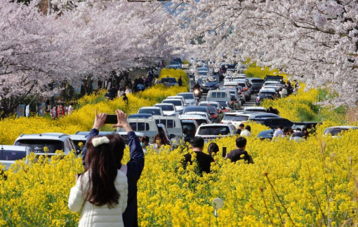 Cung đường lái xe ngắm cảnh hấp dẫn ở đảo Jeju