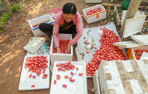 Nông dân Hà Nội thu tiền triệu mỗi ngày từ trái nhót