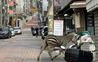 Ngựa vằn trốn khỏi sở thú, "oanh tạc" Seoul