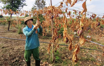 Gia Lai: Nông dân bất an với nạn phá hoại cây trồng