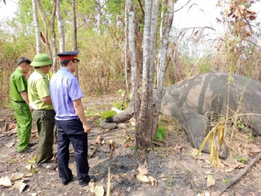 Đắk Lắk: Một con voi chết trong khu du lịch sinh thái