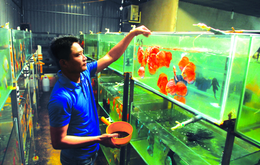 Cá sấu, cá cảnh của TPHCM vẫn khó “bơi” xa