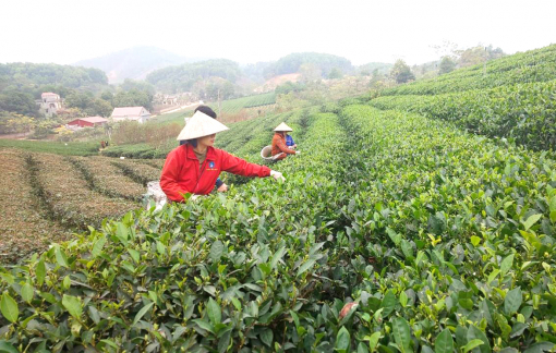 Kinh tế hợp tác xã giúp nâng cao quyền năng của phụ nữ