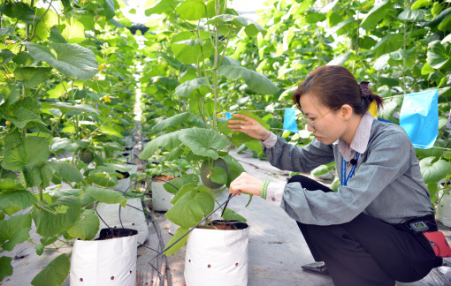 Nông nghiệp đô thị TPHCM có gì, cần gì?