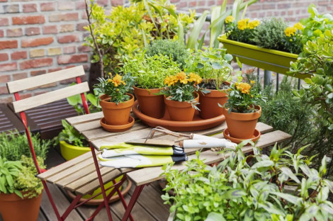 Những sai lầm phổ biến khiến khu vườn nhà bạn khó phát triển tốt