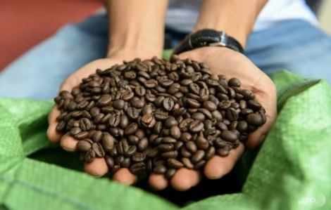 Cà phê Việt Nam tận dụng cơ hội từ biến đổi khí hậu