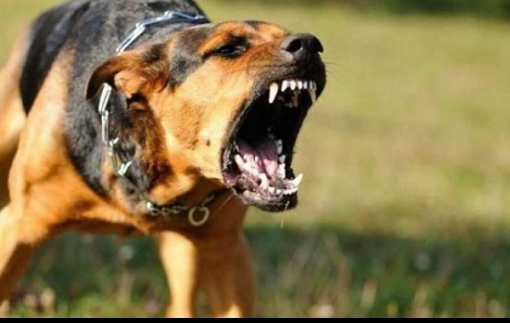 Bé trai 3 tuổi bị chó dại cắn đứt nửa bên lưỡi