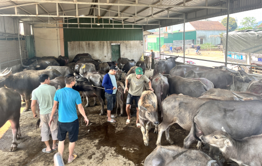 Giá trâu, bò sống còn 70.000 - 80.000 đồng/kg