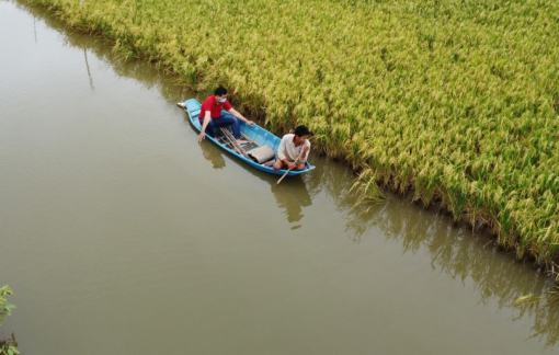 Mô hình "con tôm ôm cây lúa" giúp nông dân ĐBSCL lãi 60-70 triệu đồng/ha
