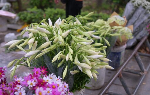 Hoa loa kèn đầu mùa giá rẻ bất ngờ