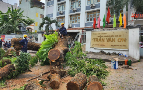 Cây trong trường học bật gốc đè 5 phụ huynh và 1 học sinh phải đi cấp cứu